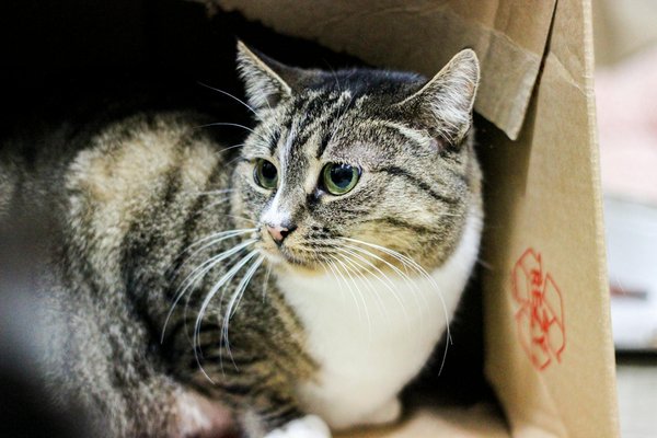 Welche gesundheitlichen Probleme treten häufig bei Hunden auf?